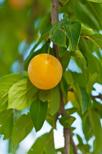 Cherry-plum tree with fruits — Stock Photo, Image