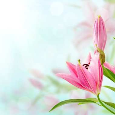 pembe lilyum arka plan