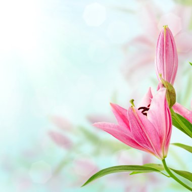 Pink lilies background clipart