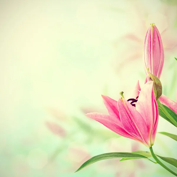 粉红色的百合花背景 — 图库照片