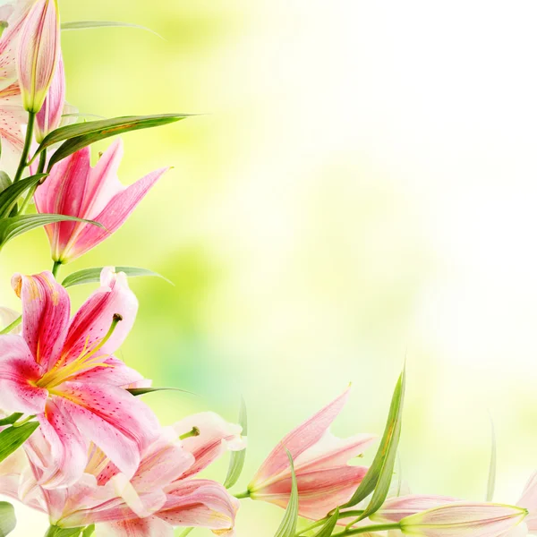 Pink lilies background — Stock Photo, Image