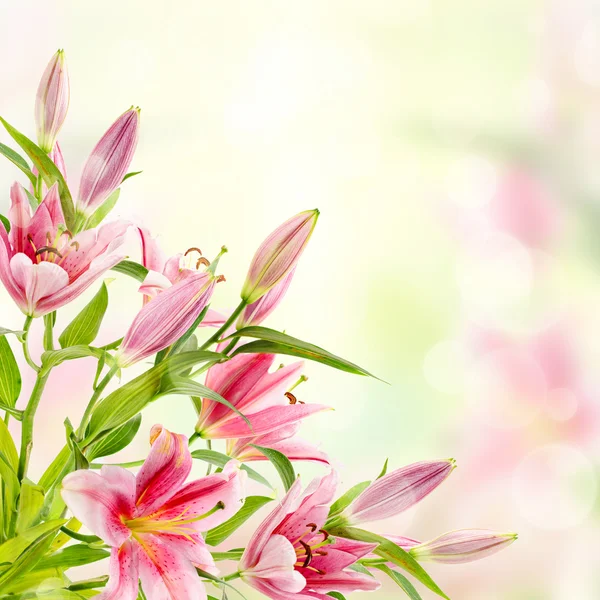 pembe lilyum arka plan