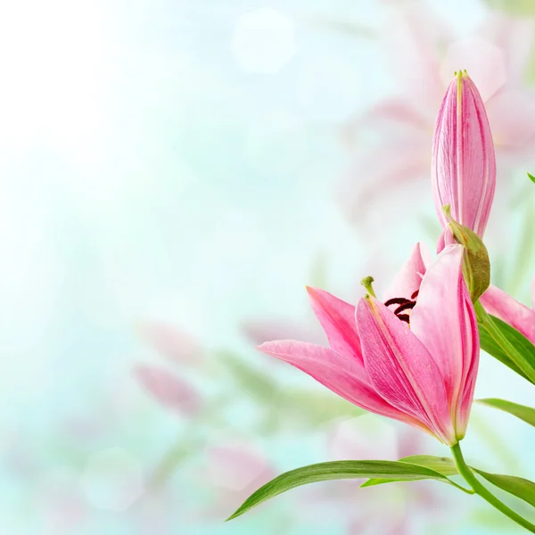 Pink lilies background — Stock Photo, Image