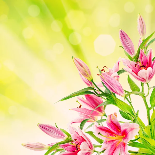 Pink lilies background — Stock Photo, Image