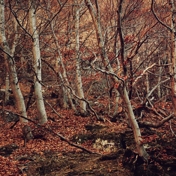 Bosque místico oscuro —  Fotos de Stock