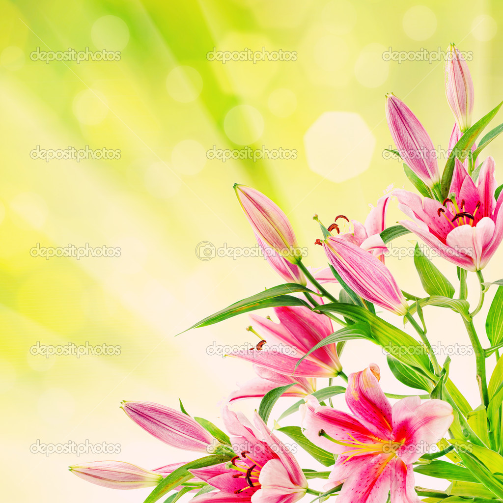 Pink lilies background Stock Photo by ©Roxana 38388547