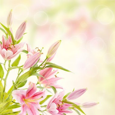 pembe lilyum arka plan