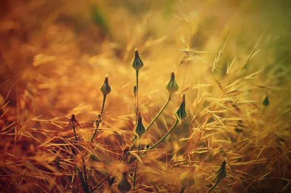 ビンテージの植物秋 — ストック写真