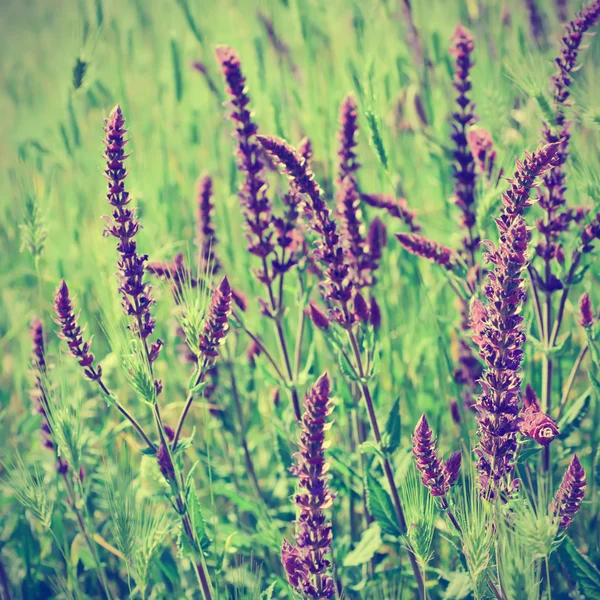 Fiore di prato viola — Foto Stock