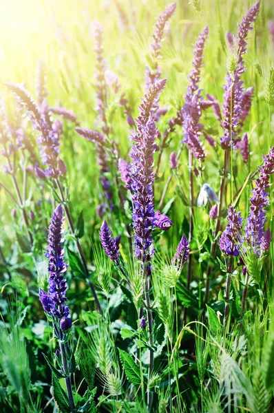 Flor del prado violeta — Foto de Stock