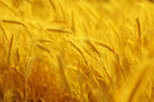 Goldenes Ohr — Stockfoto