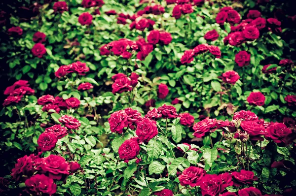 Rosas rojas — Foto de Stock