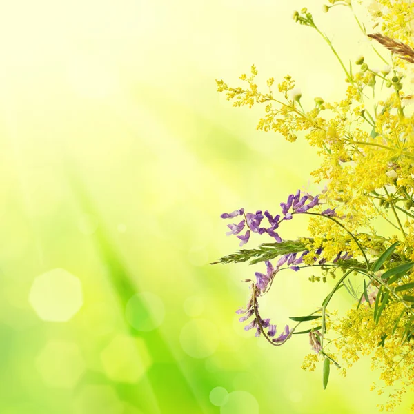 Weide zomerbloemen — Stockfoto