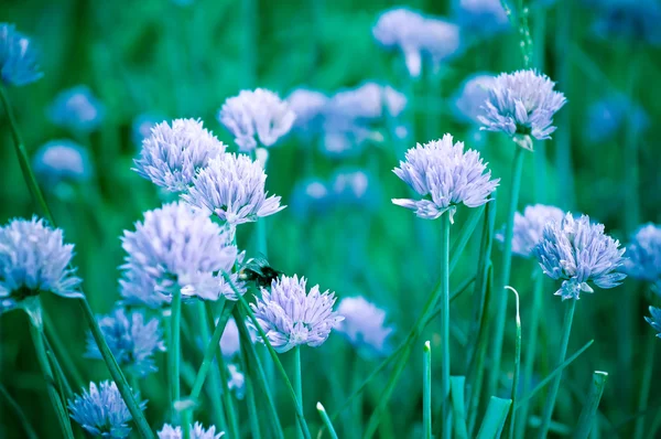 Purple flowers — Stock Photo, Image