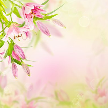 pembe lilyum arka plan