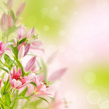 pembe lilyum arka plan