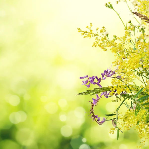 Fleurs de prairie d'été — Photo