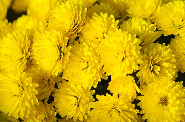 Crisantemo macro — Foto de Stock