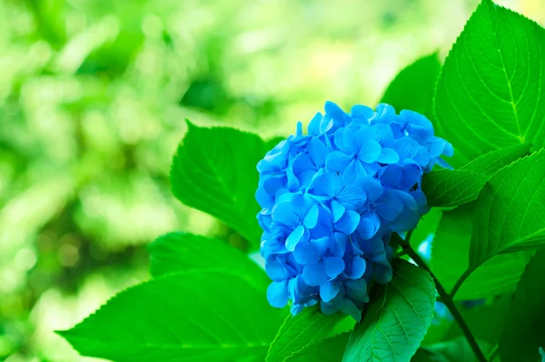 Hydrangea ανθίζει — Φωτογραφία Αρχείου