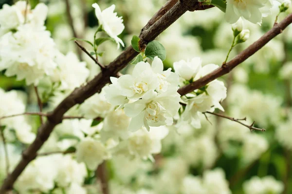 Jasmijnbloem — Stockfoto