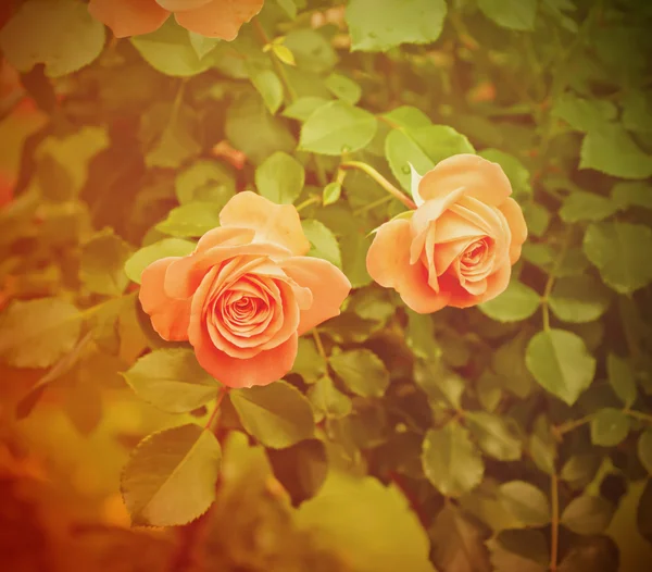 Orange rose — Stock Photo, Image