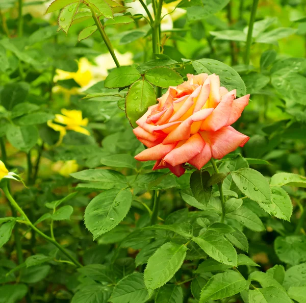 Rosa arancione — Foto Stock