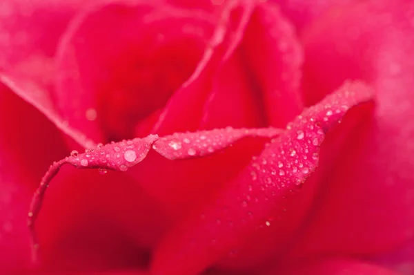 Pink rose macro — Stock Photo, Image