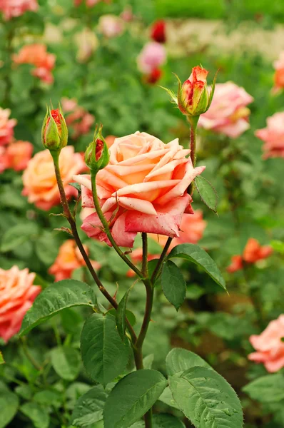 Orange rose — Stock Photo, Image