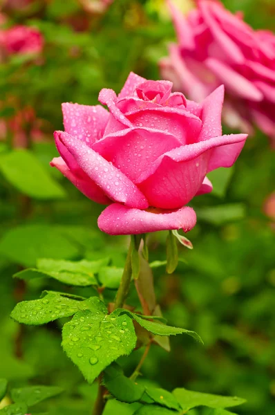 Pink rose — Stock Photo, Image