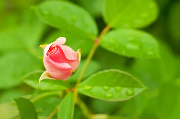 Pink rose — Stock Photo, Image