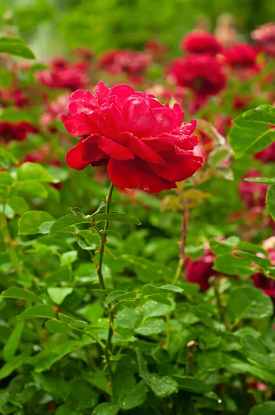 Rote Rose — Stockfoto