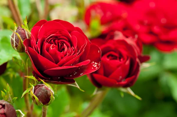 Vermelho rosas jardim — Fotografia de Stock