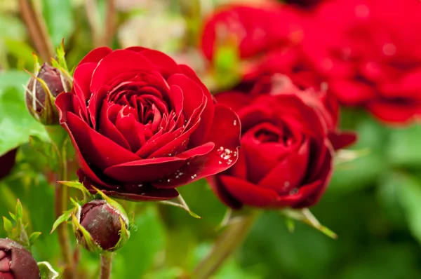 Fotos de Jardim de rosas, Imagens de Jardim de rosas sem royalties |  Depositphotos