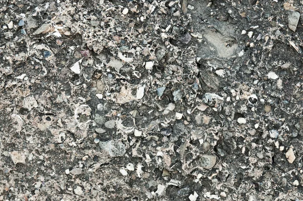 貝殻石灰岩のテクスチャ — ストック写真