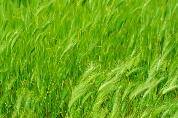 Ear field — Stock Photo, Image