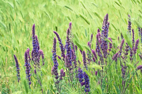 バイオレットの草原の花 — ストック写真