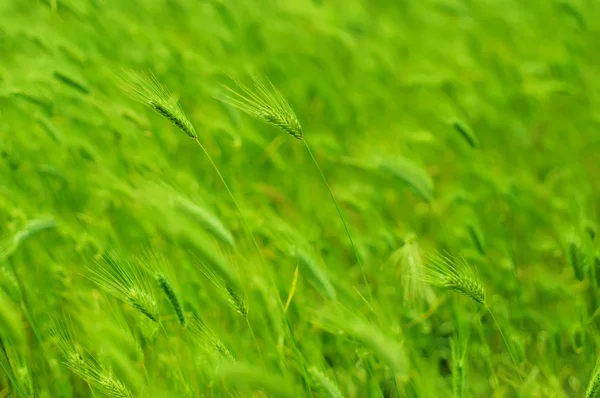 Campo de oído — Foto de Stock