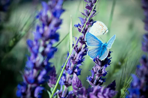 Modrý motýl na květině — Stock fotografie