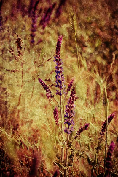 Fiore di prato viola — Foto Stock