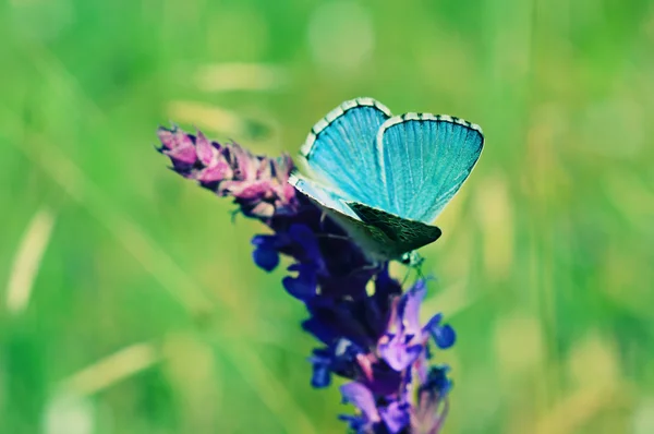 Blue butterfly on flower — Stock Photo, Image