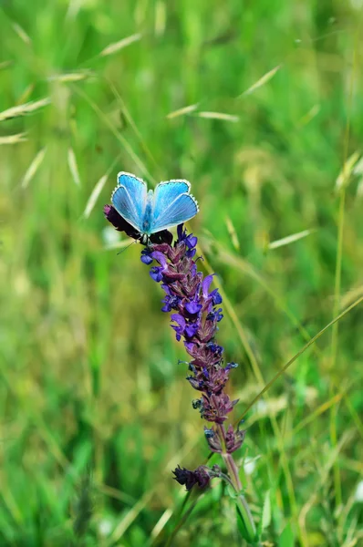 Borboleta azul em flor — Fotografia de Stock