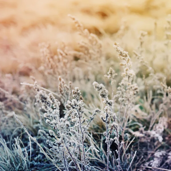 冰冻的草地上的野花 — 图库照片