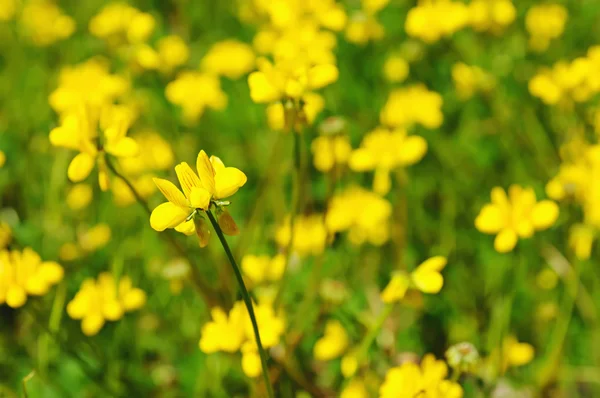 黄色の花を春します。 — ストック写真