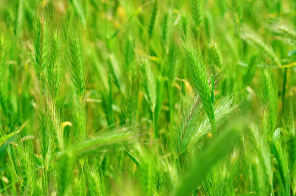 Campo de oído — Foto de Stock