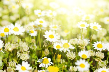 Vahşi papatya çiçekleri.