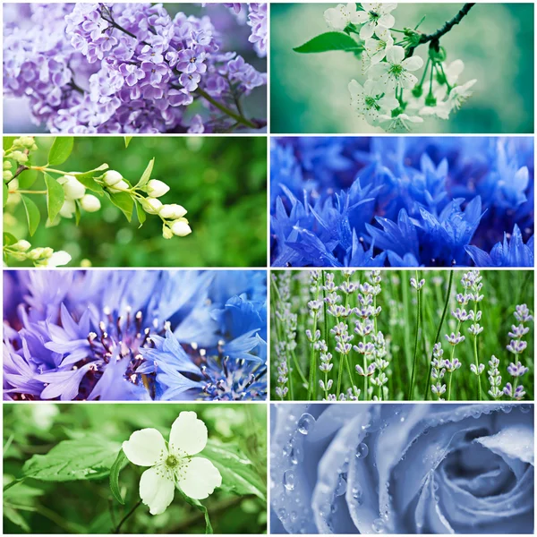 Flower collection — Stock Photo, Image