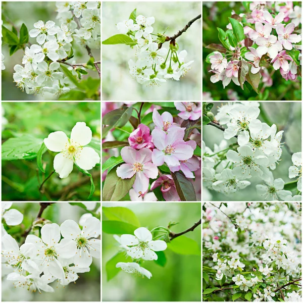 Cherry flowers collection — Stock Photo, Image