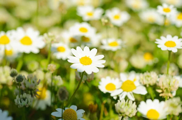 Wilde Kamillenblüten — Stockfoto