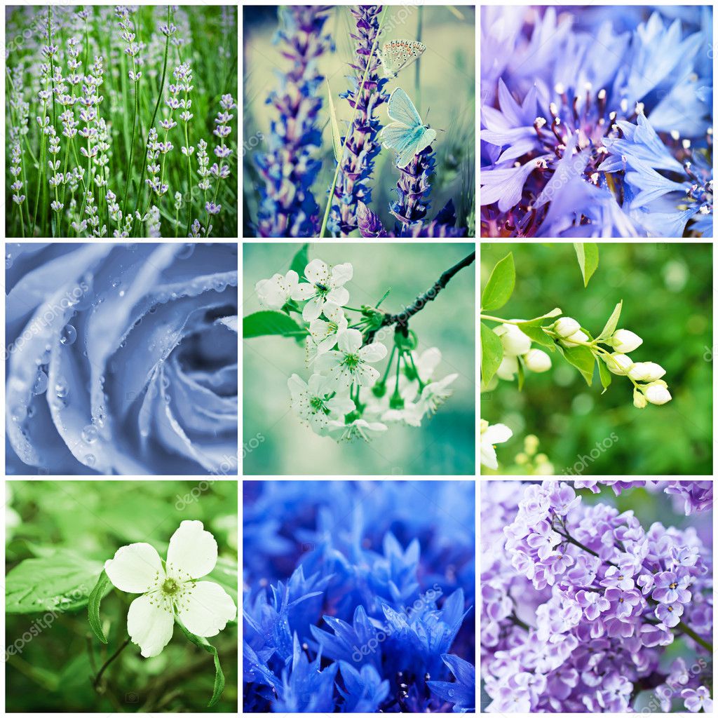 Flower collection — Stock Photo © Roxana 43068989