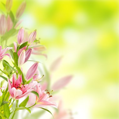 pembe lilyum arka plan